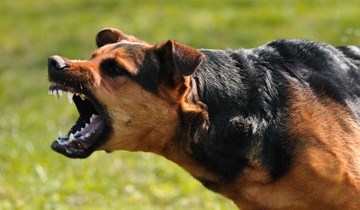 Overlast door blaffende honden: wat kun je dan doen?