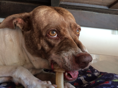 Hond verdedigt zijn bot